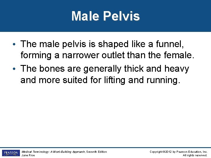Male Pelvis • The male pelvis is shaped like a funnel, forming a narrower