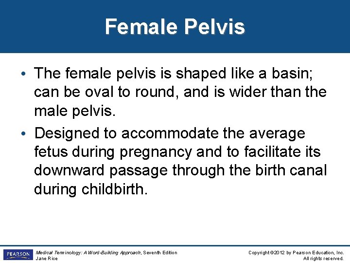 Female Pelvis • The female pelvis is shaped like a basin; can be oval