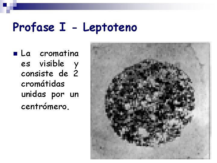 Profase I - Leptoteno n La cromatina es visible y consiste de 2 cromátidas