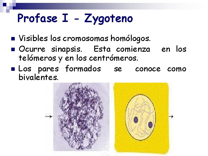 Profase I - Zygoteno n n n Visibles los cromosomas homólogos. Ocurre sinapsis. Esta