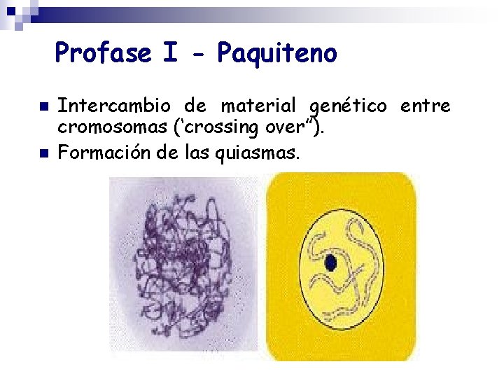 Profase I - Paquiteno n n Intercambio de material genético entre cromosomas (‘crossing over”).