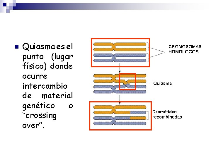 n Quiasma es el punto (lugar físico) donde ocurre intercambio de material genético o