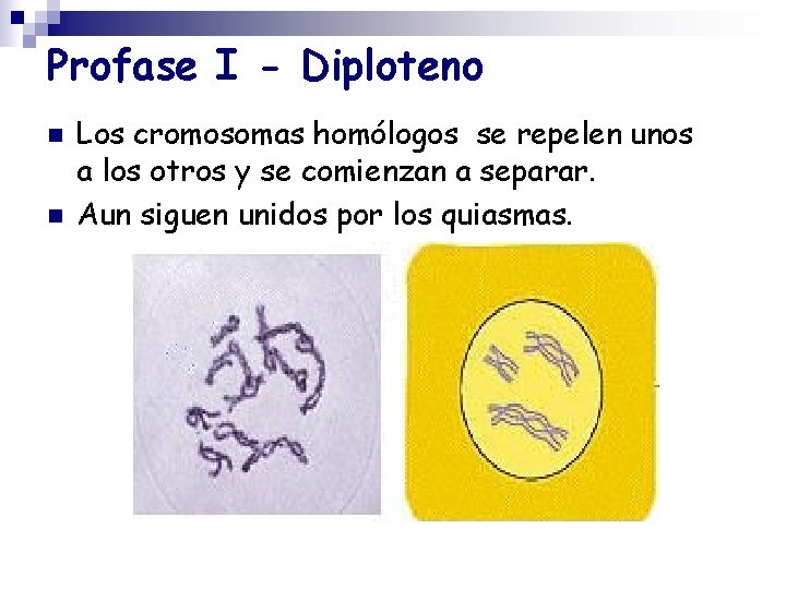 Profase I - Diploteno n n Los cromosomas homólogos se repelen unos a los