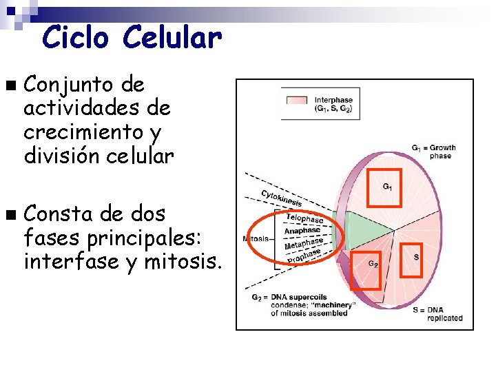 Ciclo Celular n n Conjunto de actividades de crecimiento y división celular Consta de