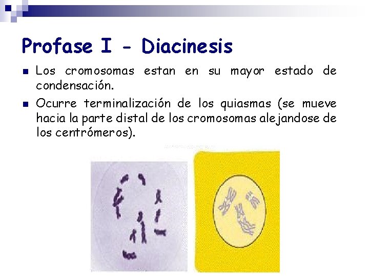 Profase I - Diacinesis n n Los cromosomas estan en su mayor estado de