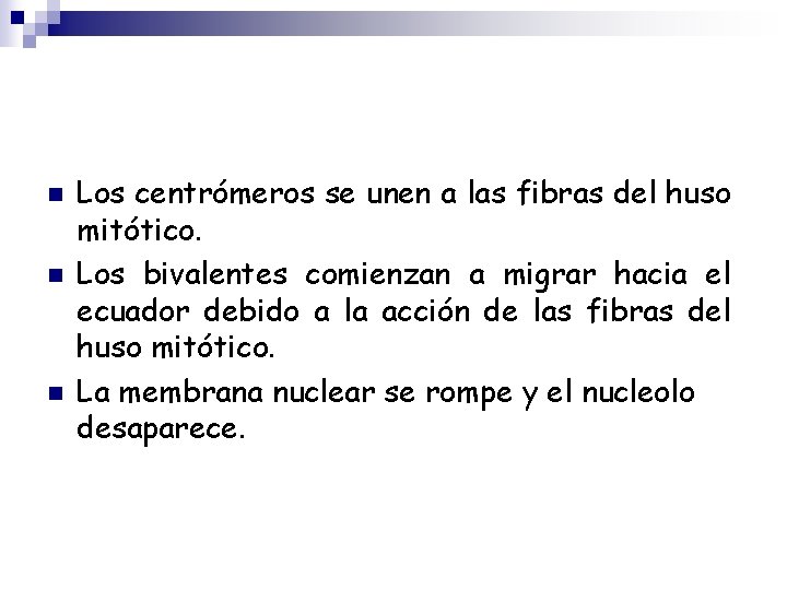 n n n Los centrómeros se unen a las fibras del huso mitótico. Los