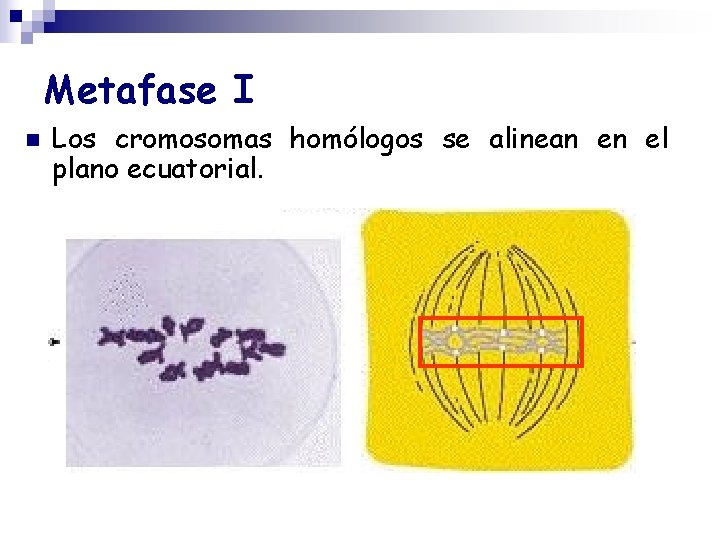 Metafase I n Los cromosomas homólogos se alinean en el plano ecuatorial. 