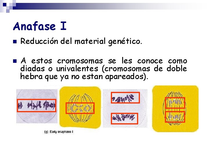 Anafase I n n Reducción del material genético. A estos cromosomas se les conoce