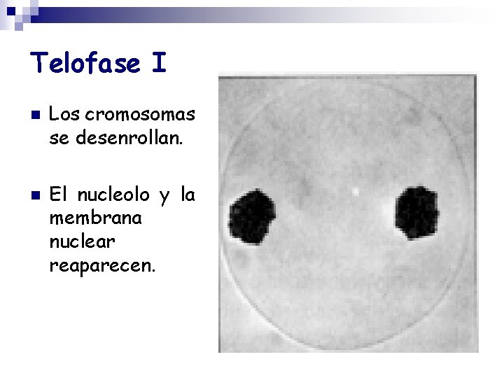 Telofase I n n Los cromosomas se desenrollan. El nucleolo y la membrana nuclear