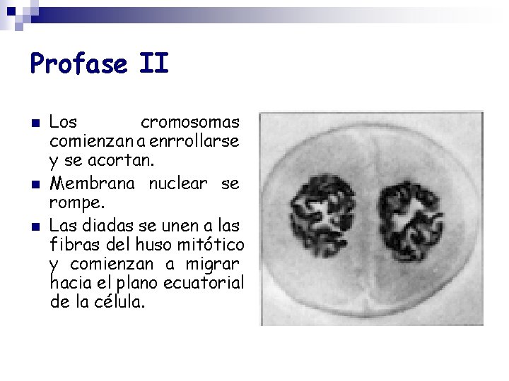 Profase II n n n Los cromosomas comienzan a enrrollarse y se acortan. Membrana