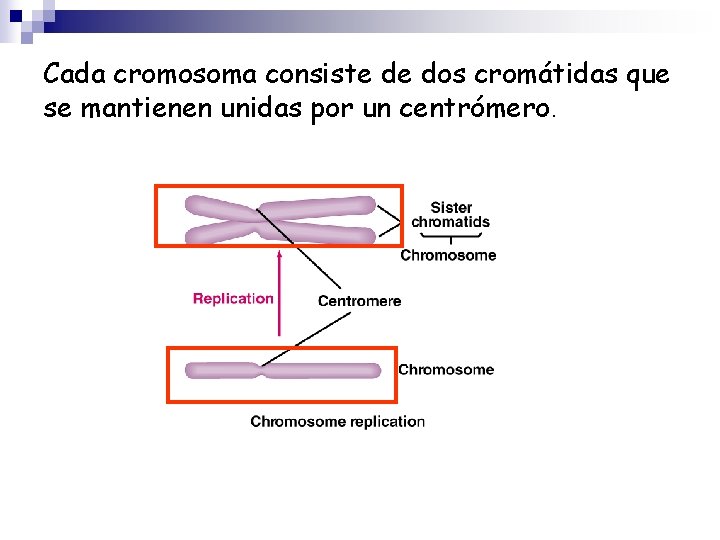 Cada cromosoma consiste de dos cromátidas que se mantienen unidas por un centrómero. 