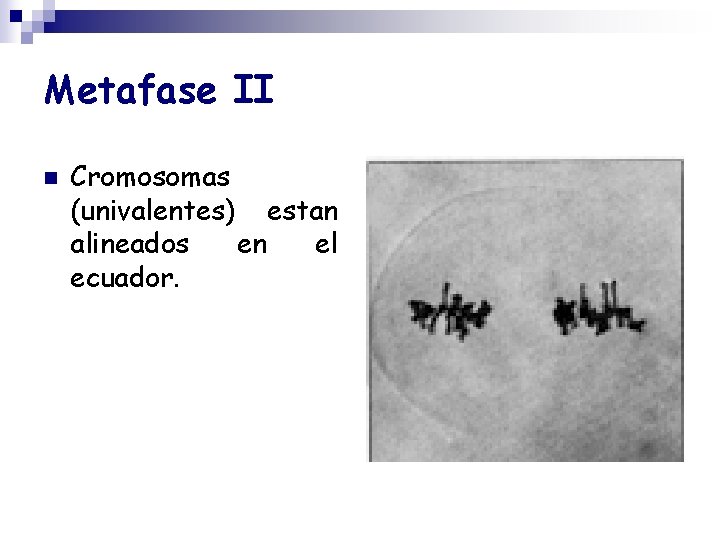 Metafase II n Cromosomas (univalentes) estan alineados en el ecuador. 