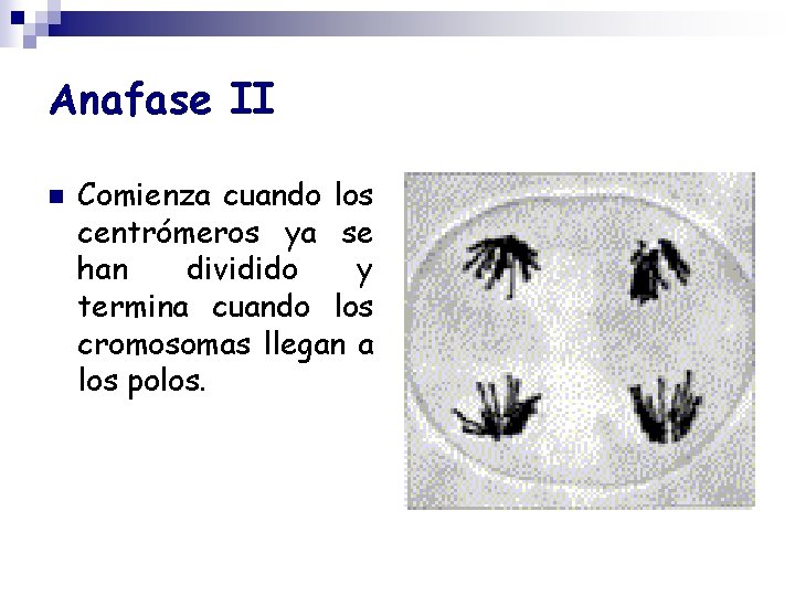 Anafase II n Comienza cuando los centrómeros ya se han dividido y termina cuando