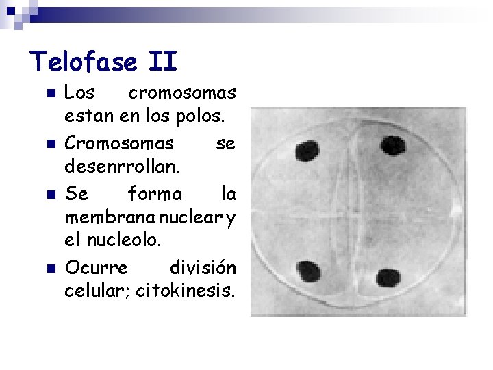 Telofase II n n Los cromosomas estan en los polos. Cromosomas se desenrrollan. Se