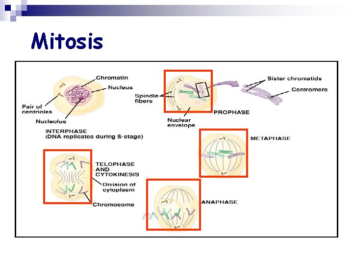 Mitosis 