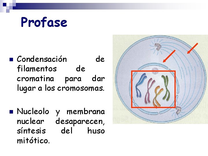 Profase n n Condensación de filamentos de cromatina para dar lugar a los cromosomas.