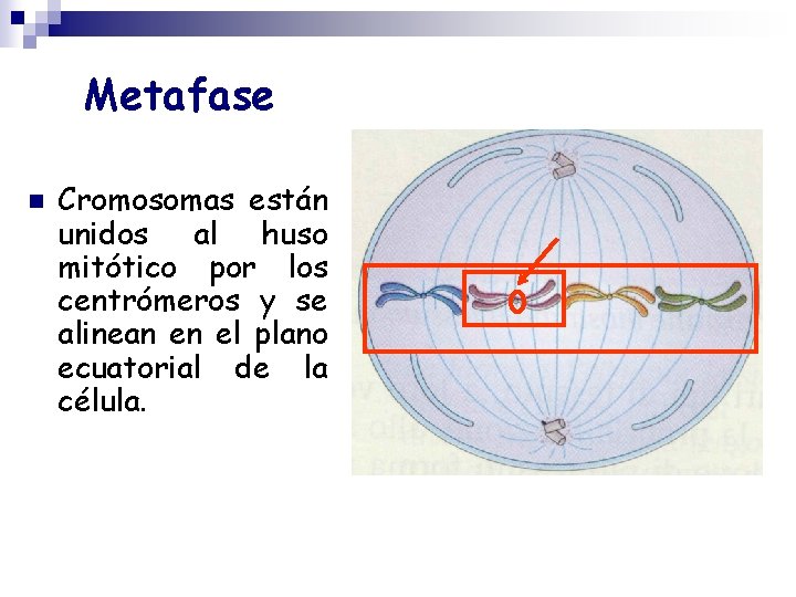 Metafase n Cromosomas están unidos al huso mitótico por los centrómeros y se alinean
