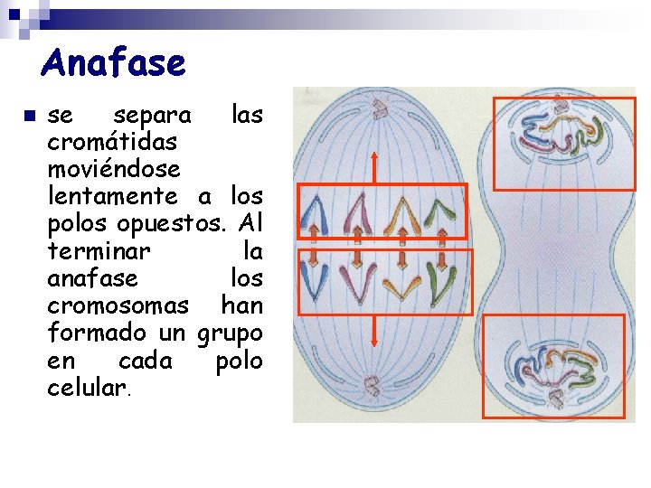 Anafase n se separa las cromátidas moviéndose lentamente a los polos opuestos. Al terminar