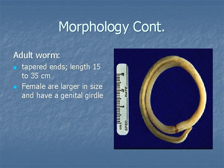 Morphology Cont. Adult worm: n n tapered ends; length 15 to 35 cm Female