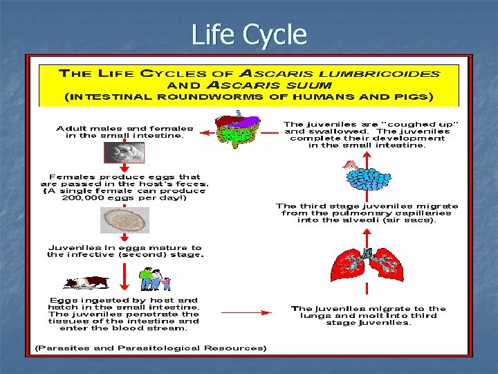 Life Cycle 