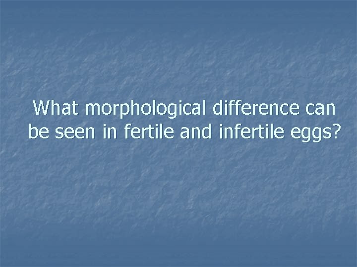 What morphological difference can be seen in fertile and infertile eggs? 