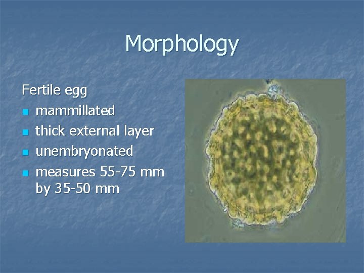 Morphology Fertile egg n mammillated n thick external layer n unembryonated n measures 55