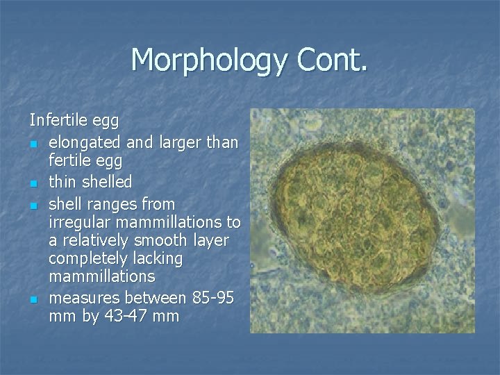 Morphology Cont. Infertile egg n elongated and larger than fertile egg n thin shelled