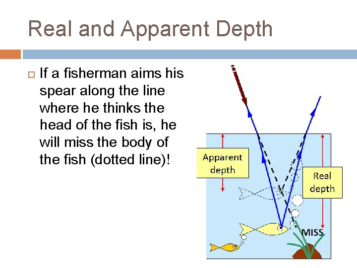 Real and Apparent Depth If a fisherman aims his spear along the line where