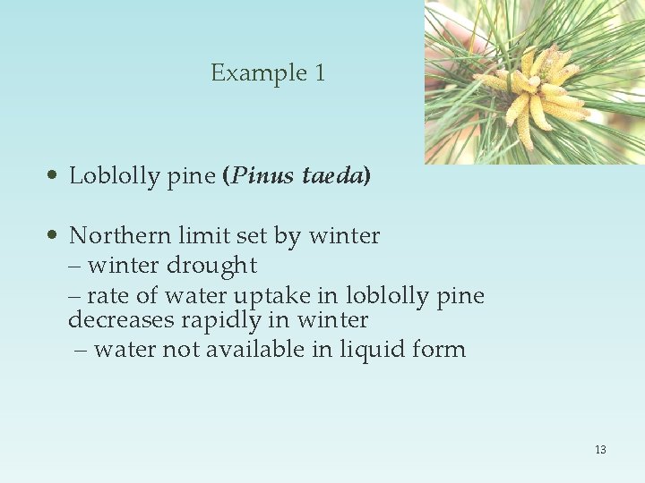 Example 1 • Loblolly pine (Pinus taeda) • Northern limit set by winter –