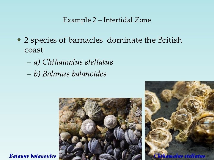 Example 2 – Intertidal Zone • 2 species of barnacles dominate the British coast: