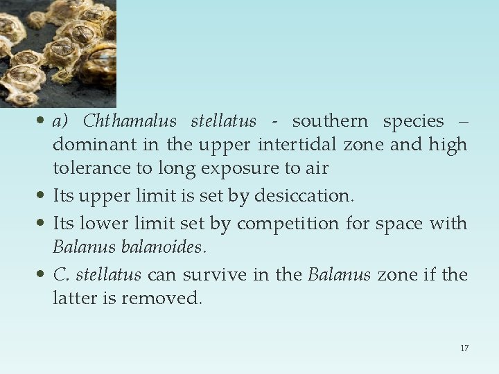  • a) Chthamalus stellatus - southern species – dominant in the upper intertidal