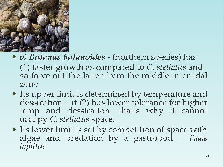  • b) Balanus balanoides - (northern species) has (1) faster growth as compared