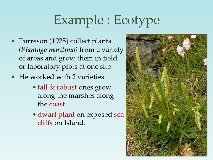 Example : Ecotype • Turreson (1925) collect plants (Plantago maritima) from a variety of