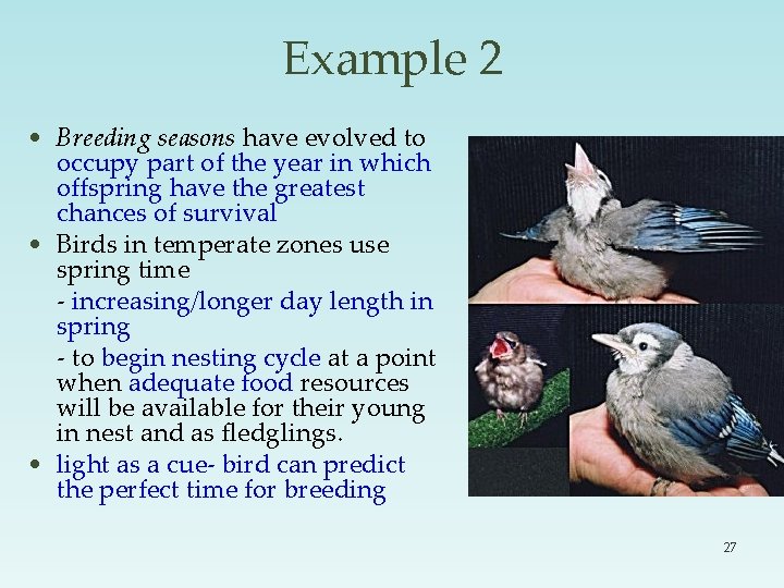 Example 2 • Breeding seasons have evolved to occupy part of the year in