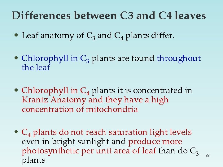 Differences between C 3 and C 4 leaves • Leaf anatomy of C 3