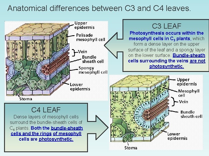 Anatomical differences between C 3 and C 4 leaves. C 3 LEAF Photosynthesis occurs