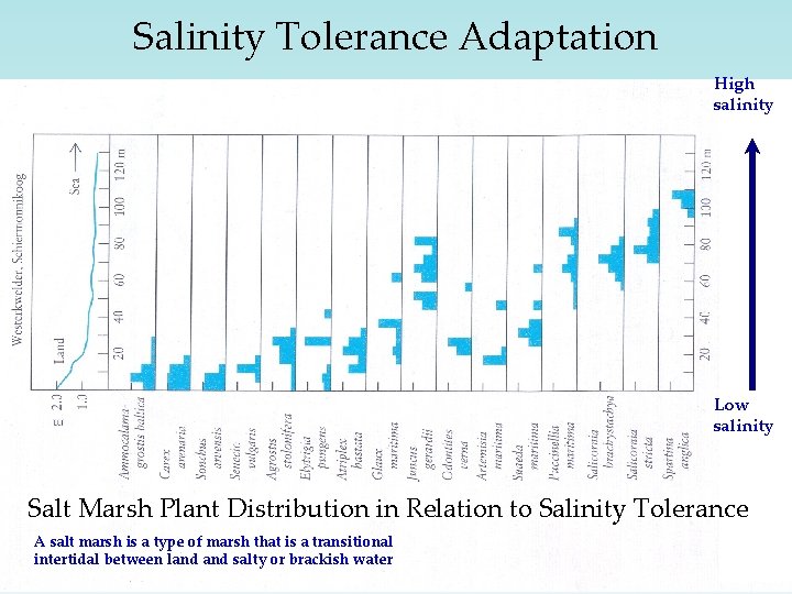 Salinity Tolerance Adaptation High salinity Low salinity Salt Marsh Plant Distribution in Relation to