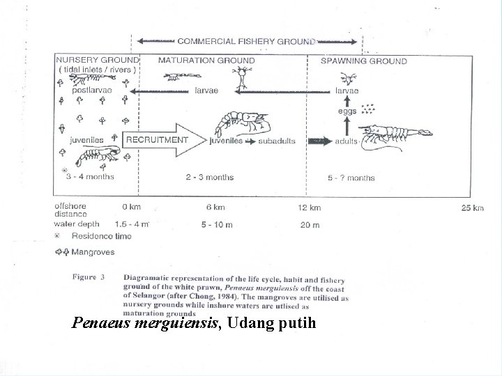 Penaeus merguiensis, Udang putih 5 