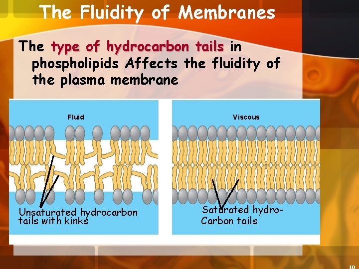 The Fluidity of Membranes The type of hydrocarbon tails in phospholipids Affects the fluidity