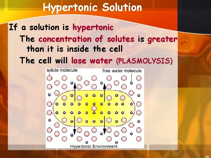 Hypertonic Solution If a solution is hypertonic The concentration of solutes is greater than