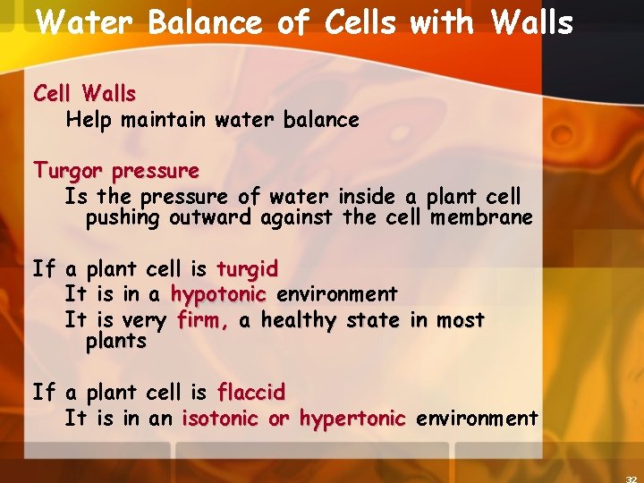 Water Balance of Cells with Walls Cell Walls Help maintain water balance Turgor pressure