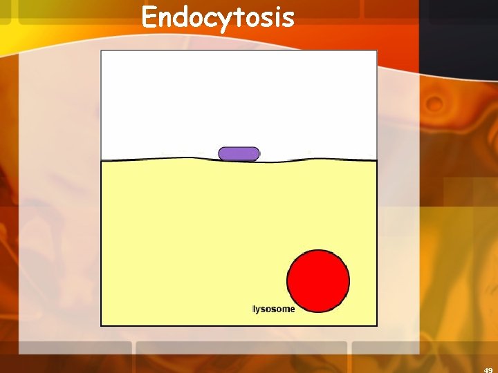 Endocytosis 