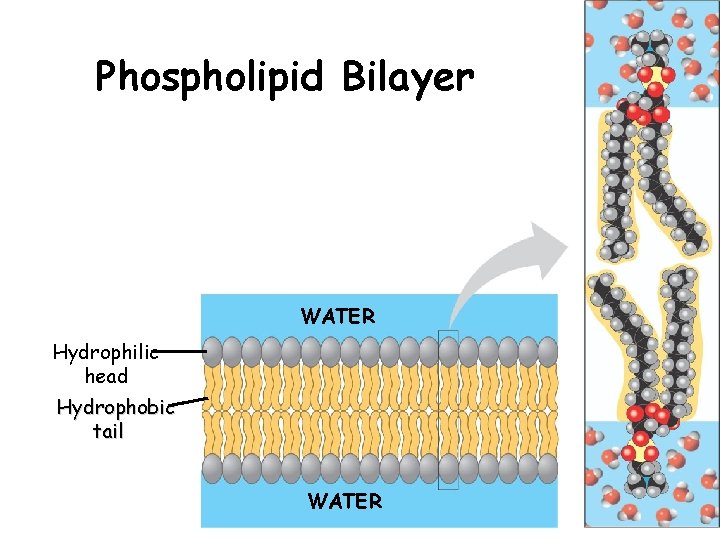 Phospholipid Bilayer WATER Hydrophilic head Hydrophobic tail WATER 