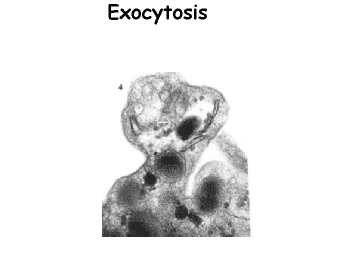 Exocytosis 