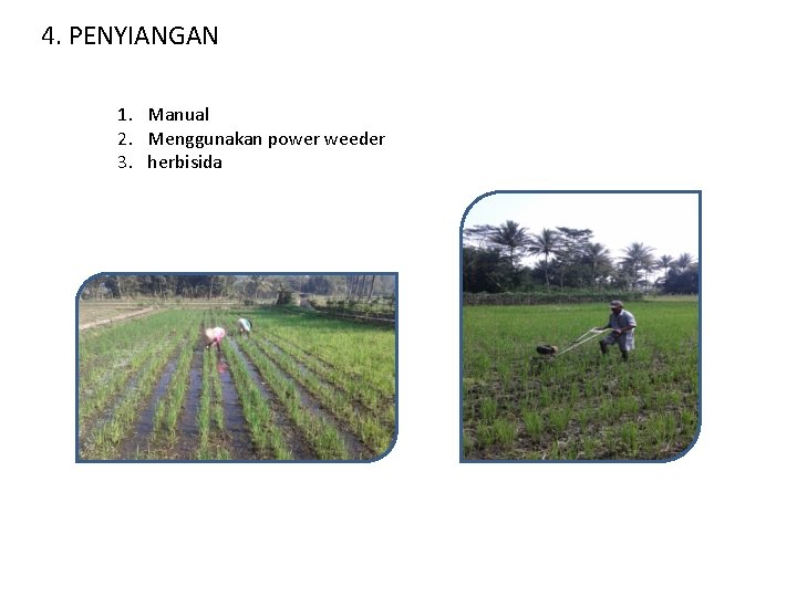 4. PENYIANGAN 1. Manual 2. Menggunakan power weeder 3. herbisida 