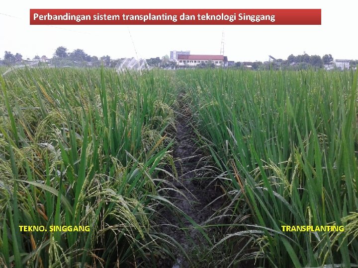 Perbandingan sistem transplanting dan teknologi Singgang TEKNO. SINGGANG TRANSPLANTING 