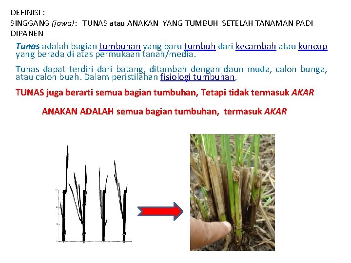 DEFINISI : SINGGANG (jawa): TUNAS atau ANAKAN YANG TUMBUH SETELAH TANAMAN PADI DIPANEN Tunas