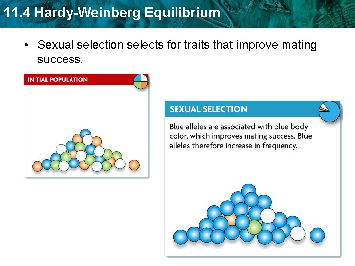 11. 4 Hardy-Weinberg Equilibrium • Sexual selection selects for traits that improve mating success.