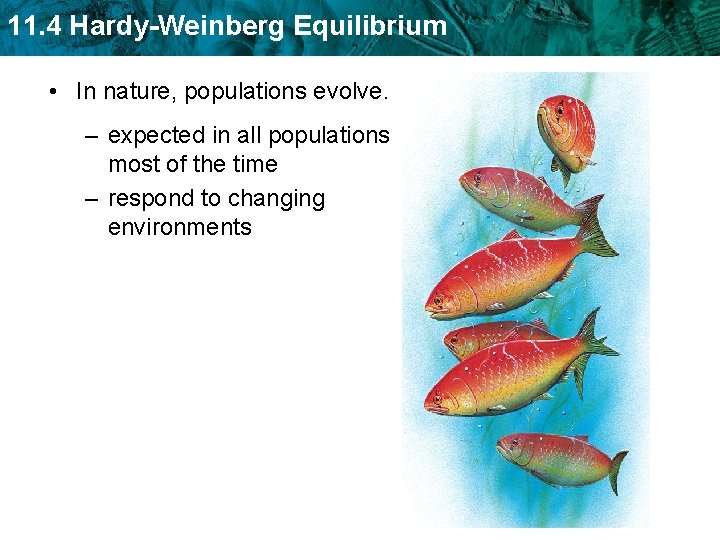 11. 4 Hardy-Weinberg Equilibrium • In nature, populations evolve. – expected in all populations