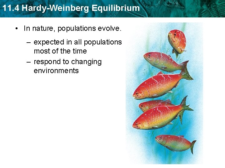 11. 4 Hardy-Weinberg Equilibrium • In nature, populations evolve. – expected in all populations 11. 4 Hardy-Weinberg Equilibrium • In nature, populations evolve. – expected in all populations
